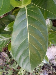 Ficus septica