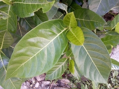 Ficus septica