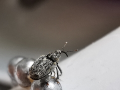 Ceutorhynchus pallidactylus