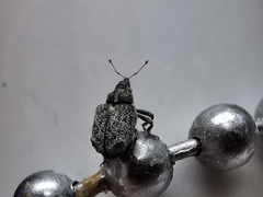 Ceutorhynchus pallidactylus