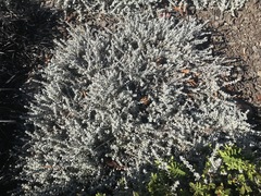 Helichrysum argyrophyllum