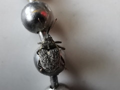 Ceutorhynchus pallidactylus