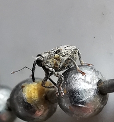 Ceutorhynchus pallidactylus