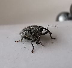 Ceutorhynchus pallidactylus