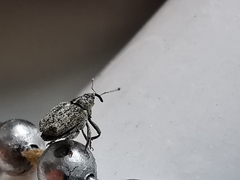 Ceutorhynchus pallidactylus