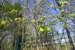 Acer pseudosieboldianum