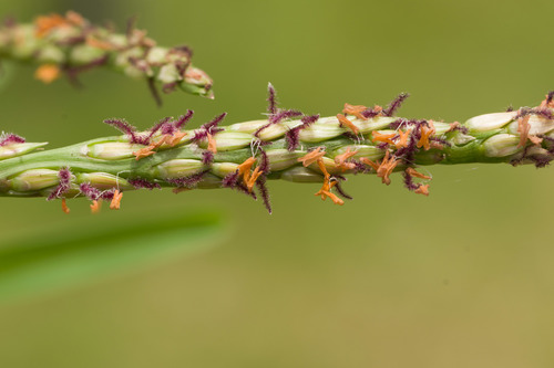 Stenotaphrum secundatum