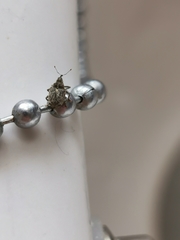 Ceutorhynchus pallidactylus