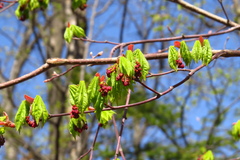 Acer pseudosieboldianum