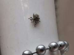 Ceutorhynchus pallidactylus