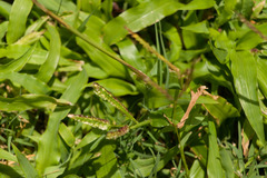 Paspalum fimbriatum