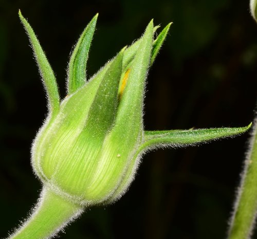 Tithonia rotundifolia