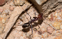 Iridomyrmex purpureus