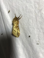 Oxycanus