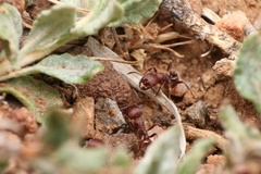 Pogonomyrmex huachucanus