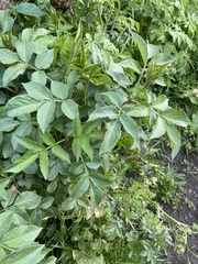Sambucus nigra