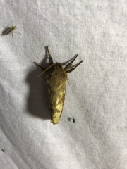 Oxycanus