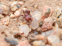 Pogonomyrmex huachucanus