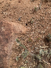 Pogonomyrmex huachucanus