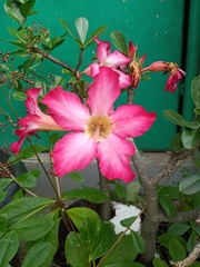 Adenium obesum