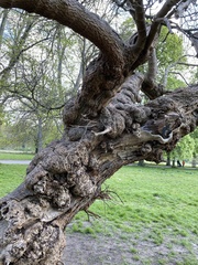 Morus nigra