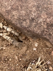 Pogonomyrmex huachucanus