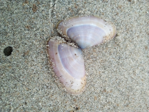 Banded Wedge Shell