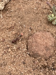 Pogonomyrmex huachucanus
