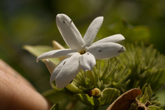 Jasminum multiflorum