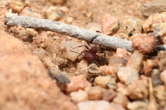 Pogonomyrmex huachucanus