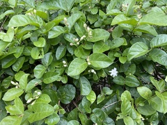 Jasminum sambac