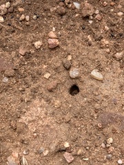 Pogonomyrmex huachucanus
