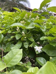 Jasminum sambac