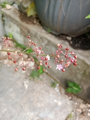 Talinum paniculatum