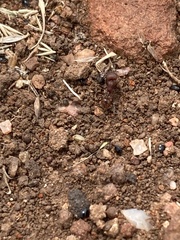 Pogonomyrmex huachucanus