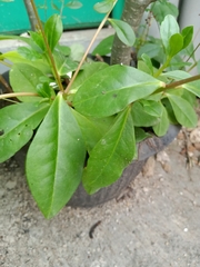 Talinum paniculatum