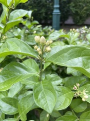 Jasminum sambac