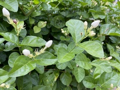 Jasminum sambac
