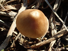 Mycena plumipes