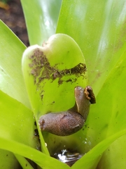 Parmacochlea furca