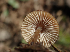 Mycena plumipes