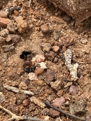 Pogonomyrmex huachucanus