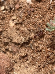 Pogonomyrmex huachucanus
