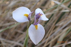 Moraea modesta
