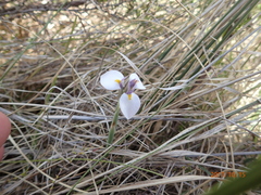 Moraea modesta