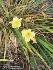 Hemerocallis citrina