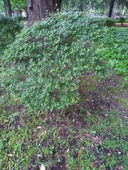 Enkianthus perulatus