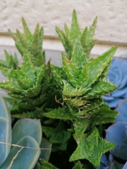 Aloe juvenna
