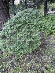 Enkianthus perulatus