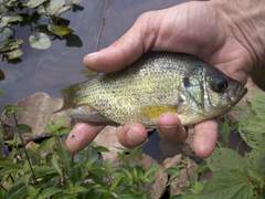 Centrarchus macropterus